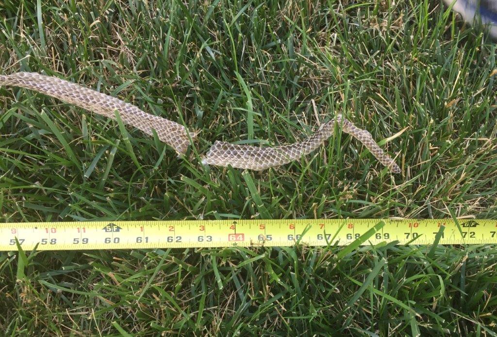 Lawrenceville snake skin