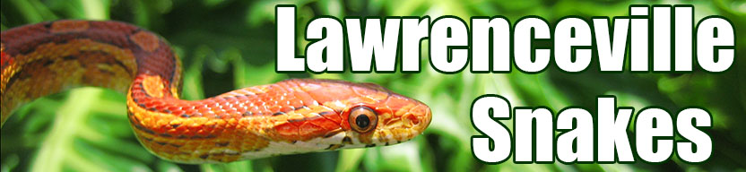Lawrenceville snake